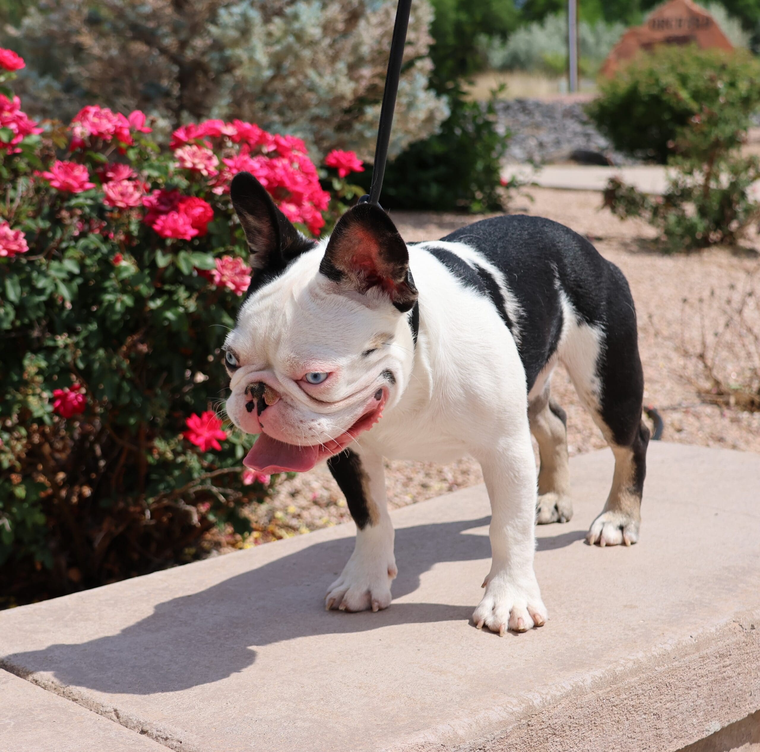 STATIC-ColoradoFrenchies-Stud-Photo