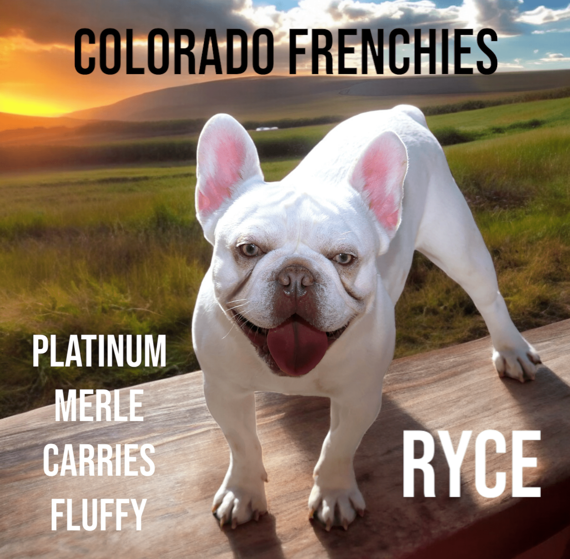 NITRO-ColoradoFrenchies-Stud-Photo