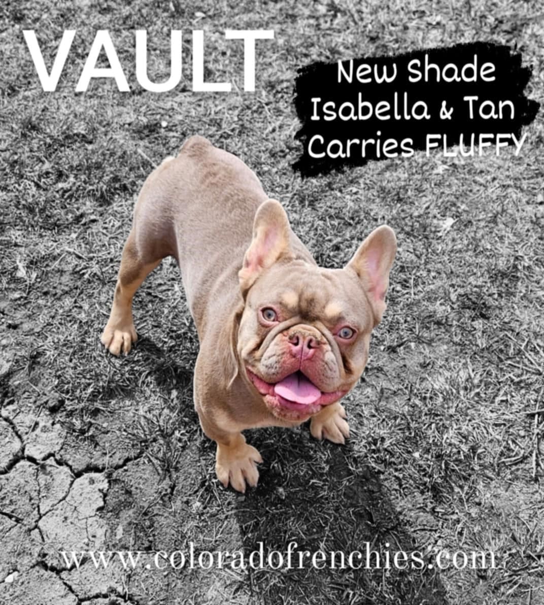 e254de63-0d70-4ee4-b481-62a7bceca95c VAULT-ColoradoFrenchies-Stud-Photo