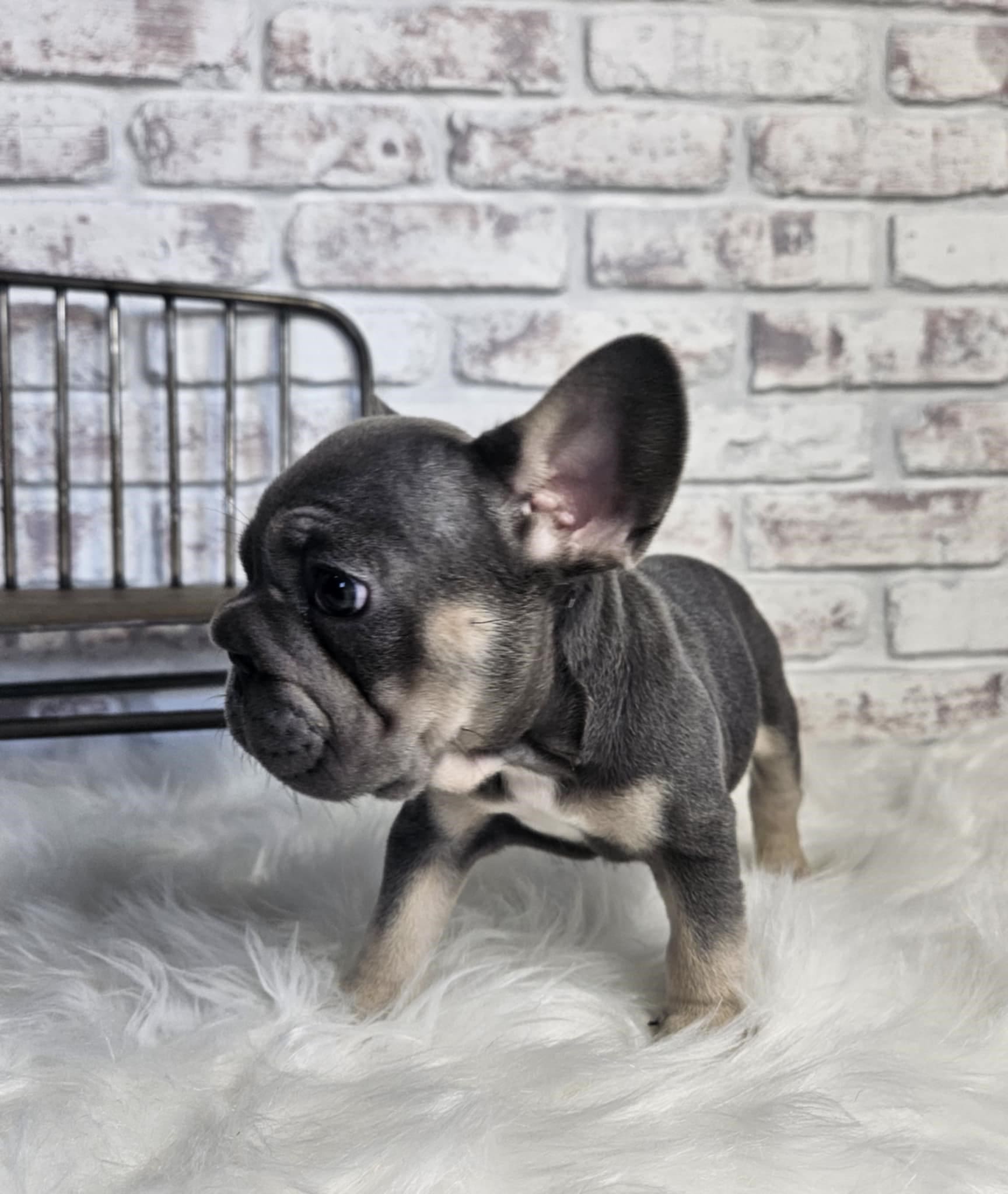 5754d4fe-dbf3-4664-8ca9-a684f2ca420c TPets-rectangle-web-banner-800x500