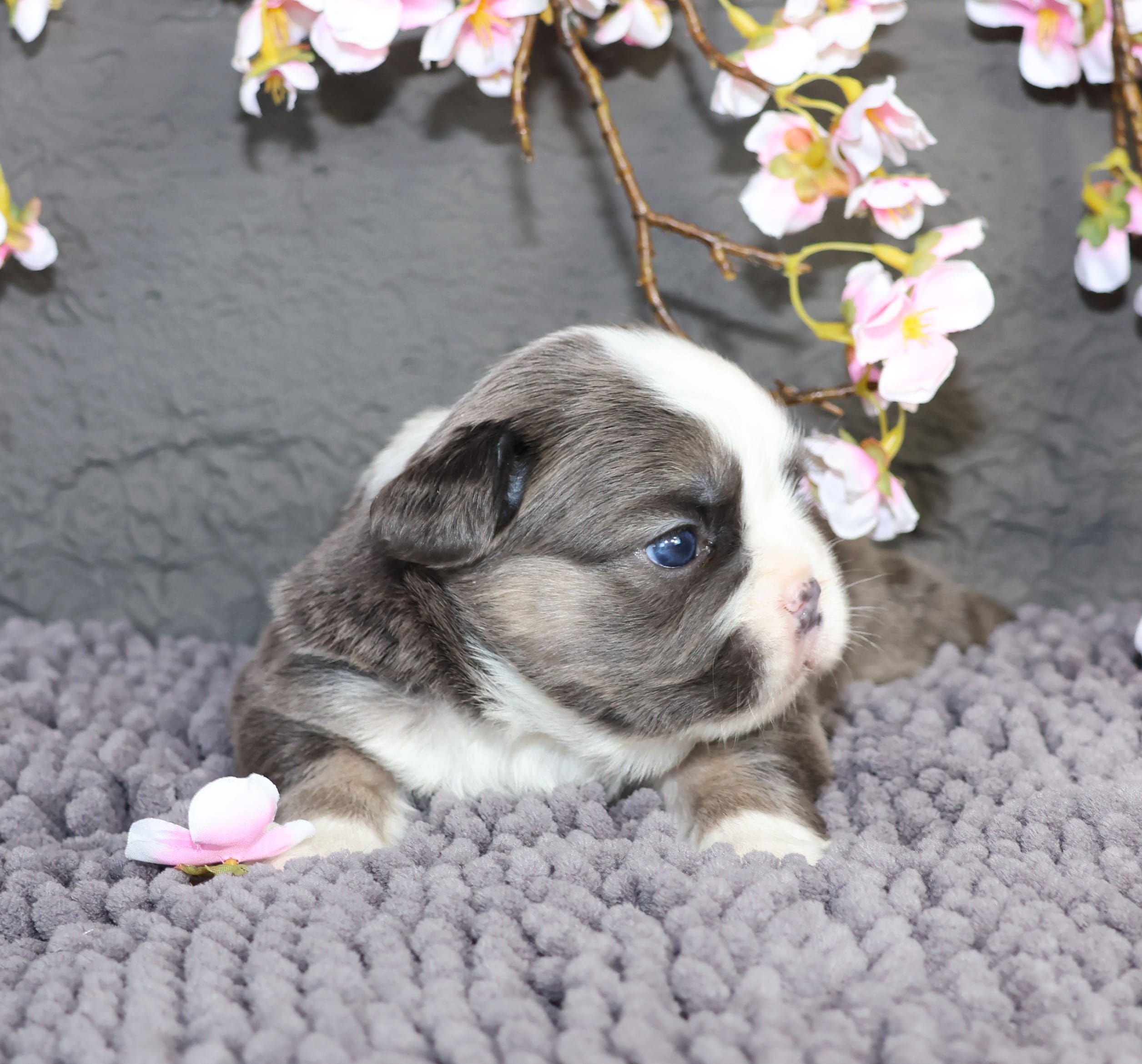 2Q3A4122 TPets-rectangle-web-banner-800x500
