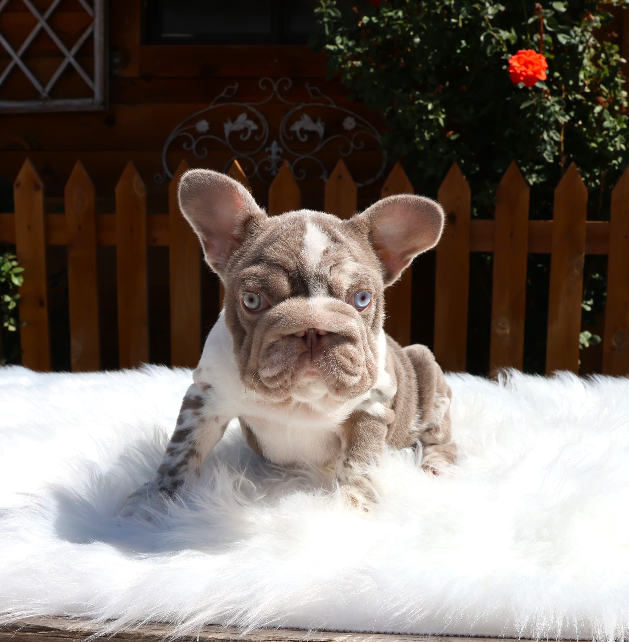 2Q3A5279 TPets-rectangle-web-banner-800x500