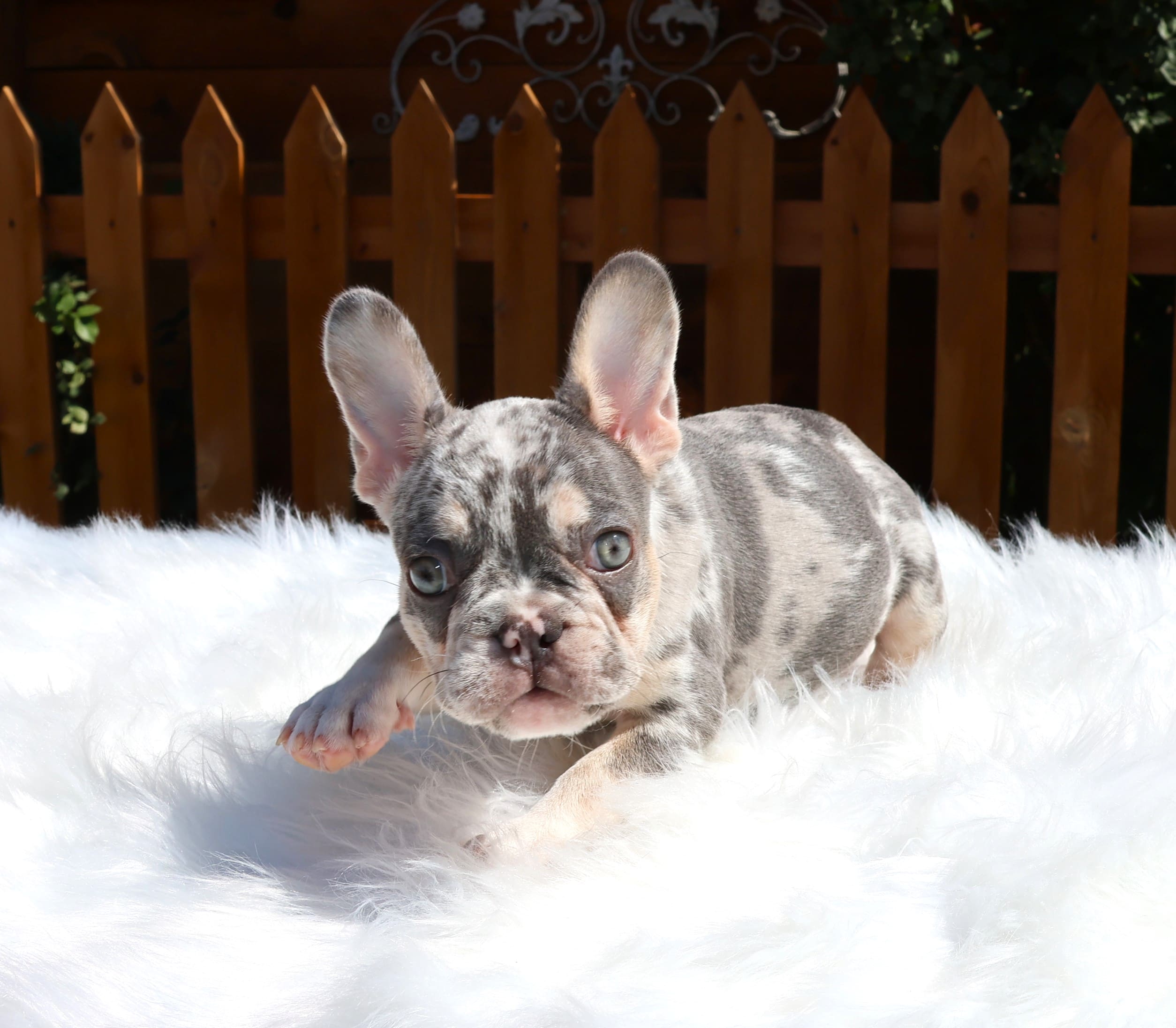 2Q3A5298 TPets-rectangle-web-banner-800x500