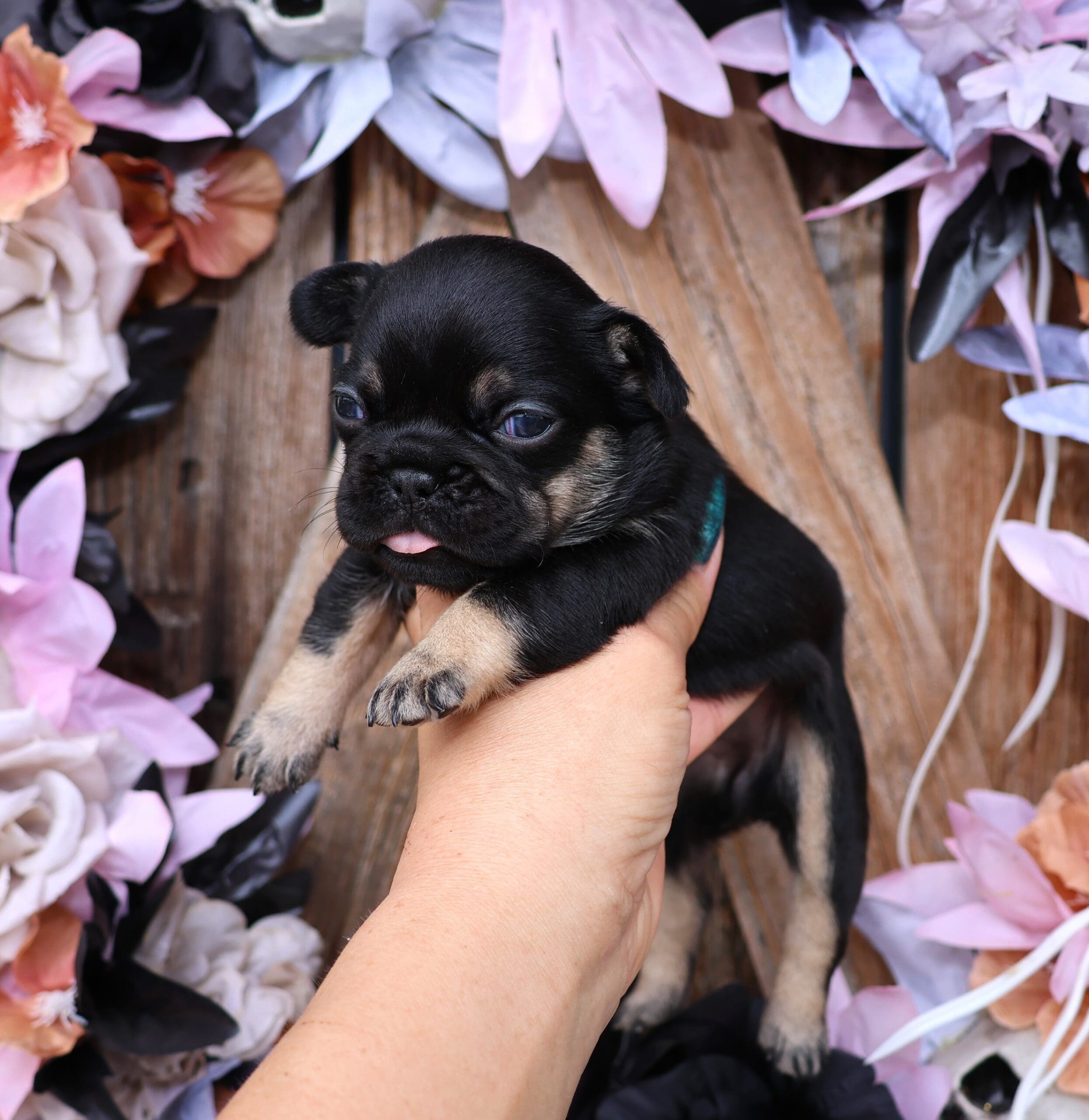 2Q3A5360 TPets-rectangle-web-banner-800x500
