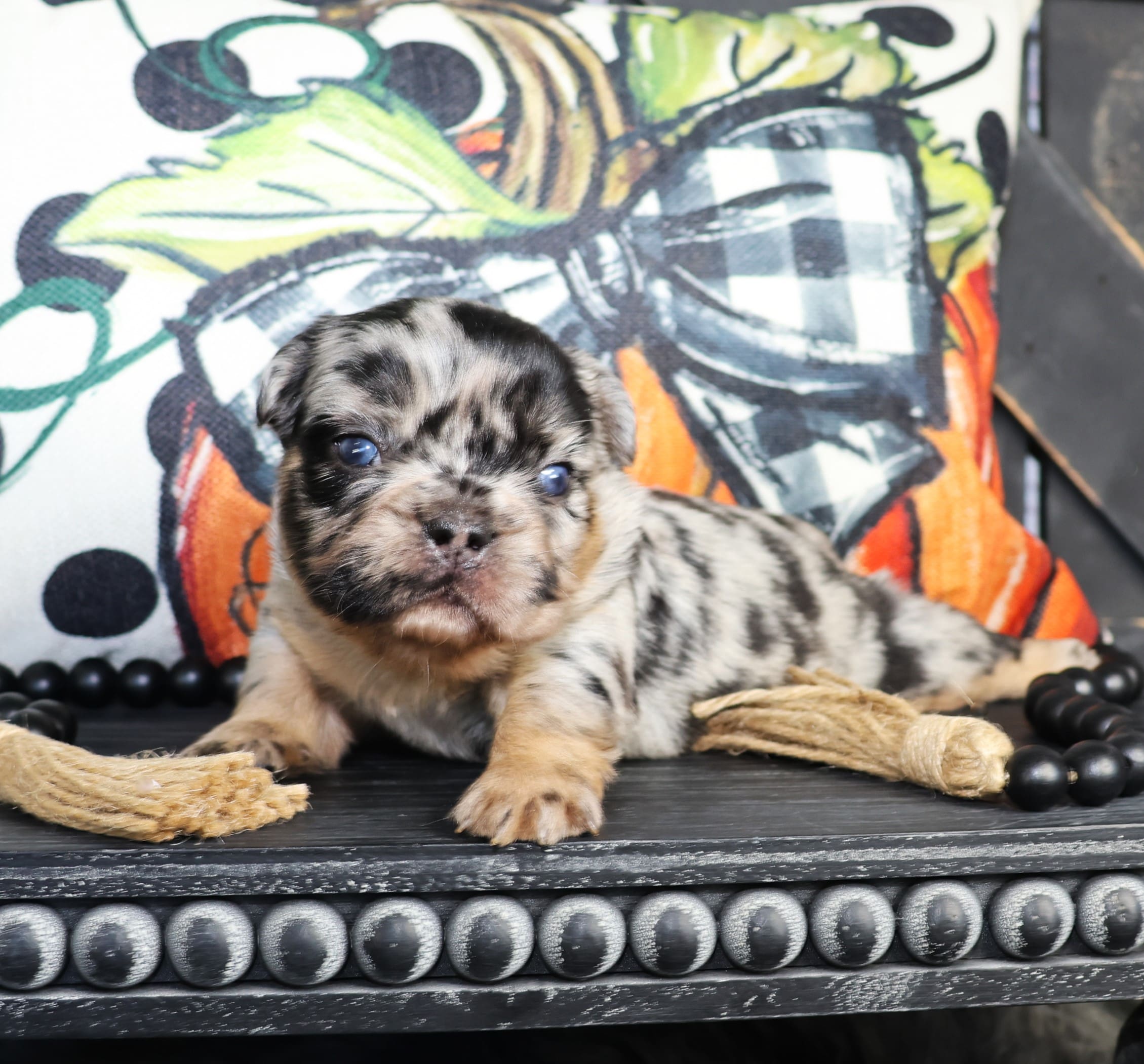 TPets-rectangle-web-banner-800x500