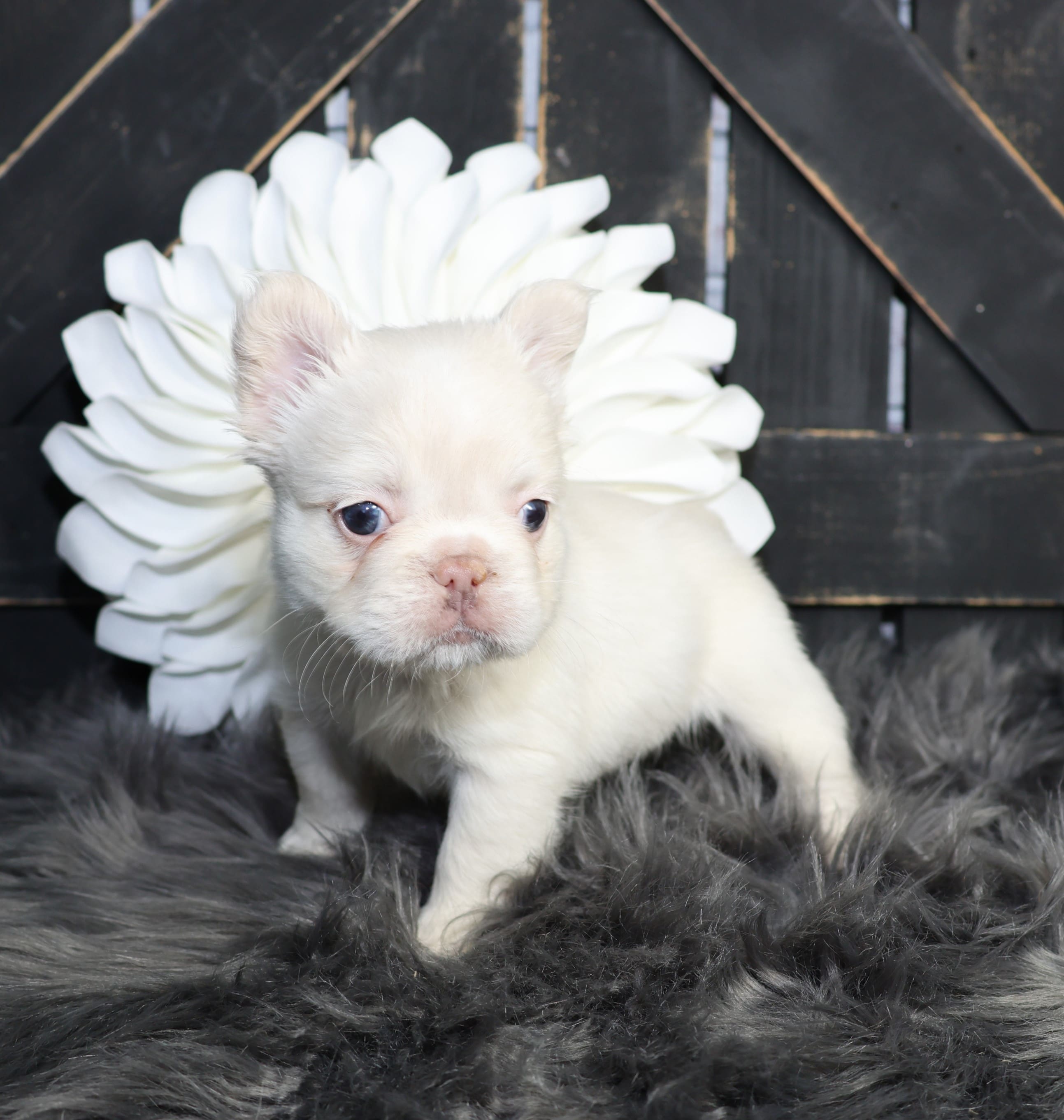 TPets-rectangle-web-banner-800x500