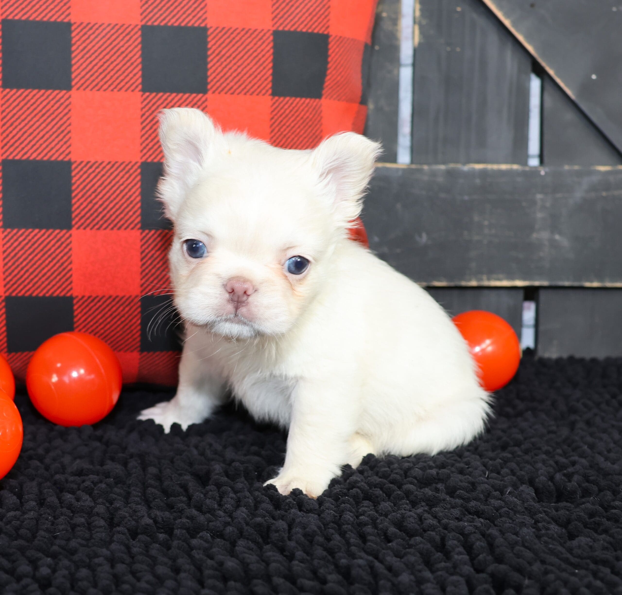 TPets-rectangle-web-banner-800x500