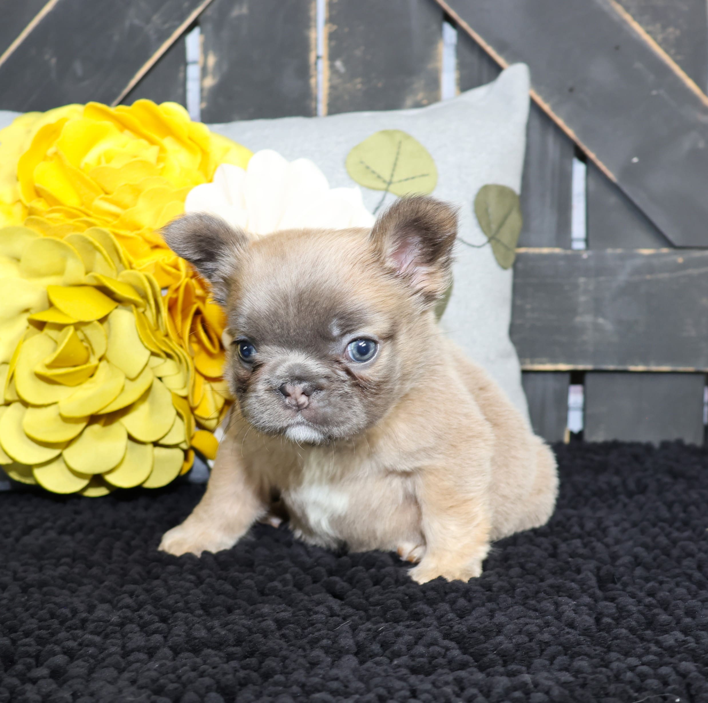 TPets-rectangle-web-banner-800x500