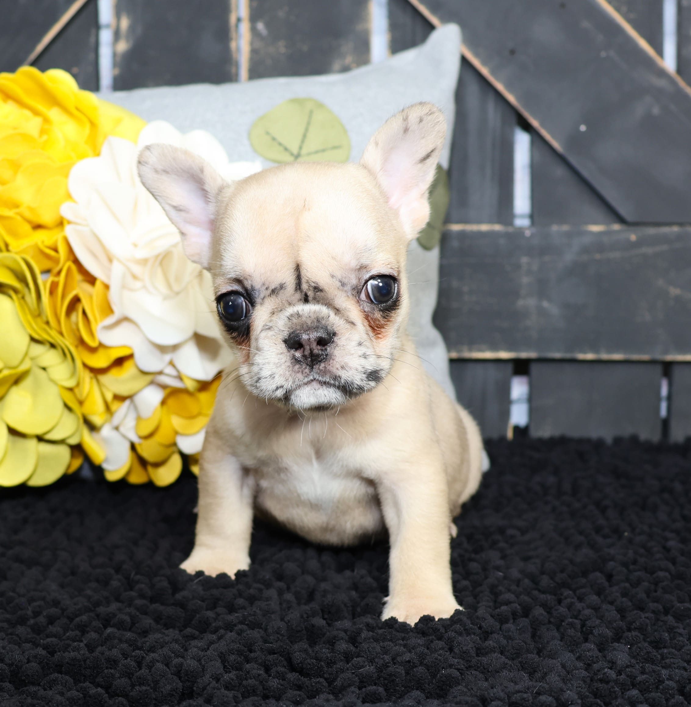 TPets-rectangle-web-banner-800x500