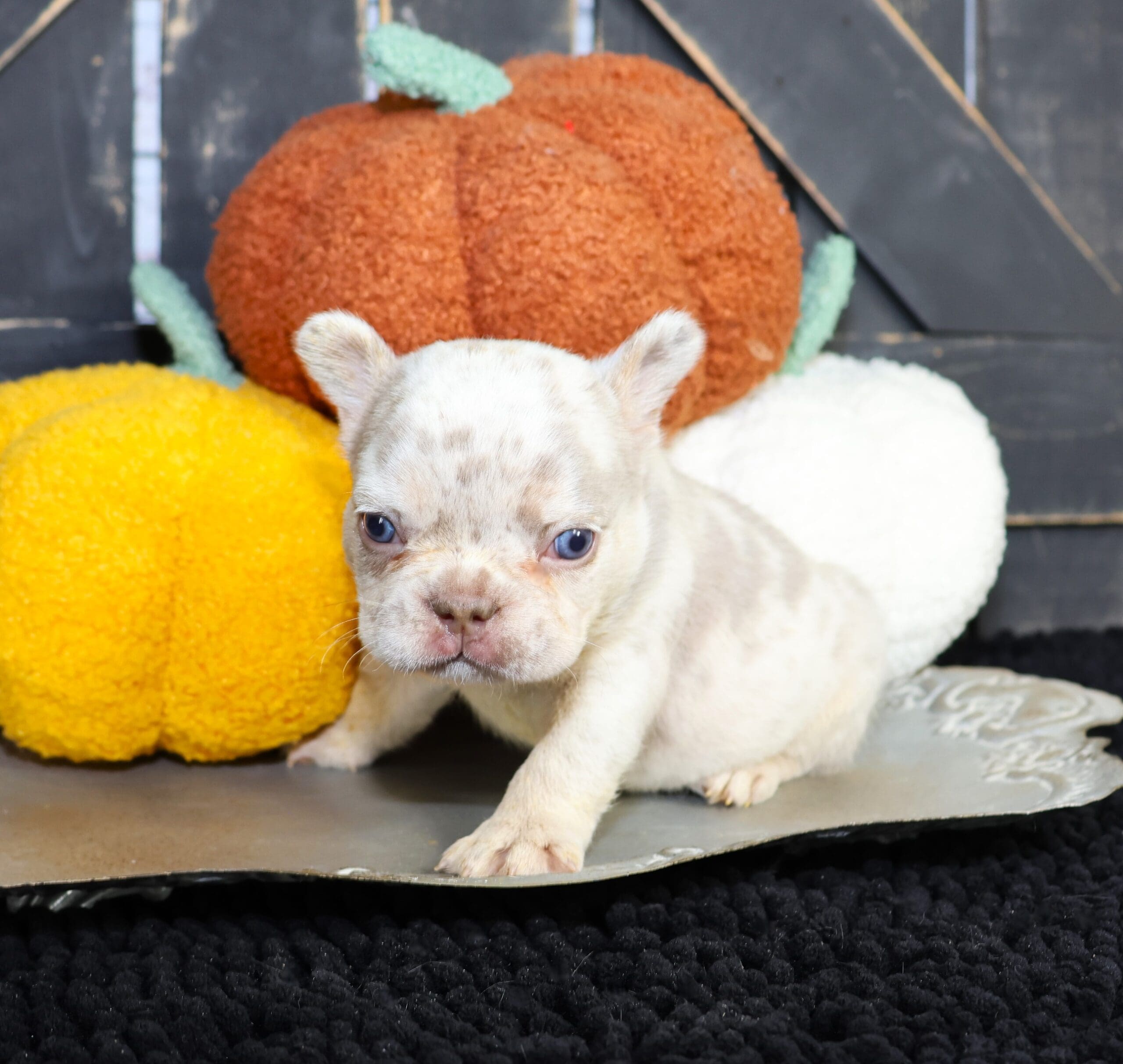 TPets-rectangle-web-banner-800x500