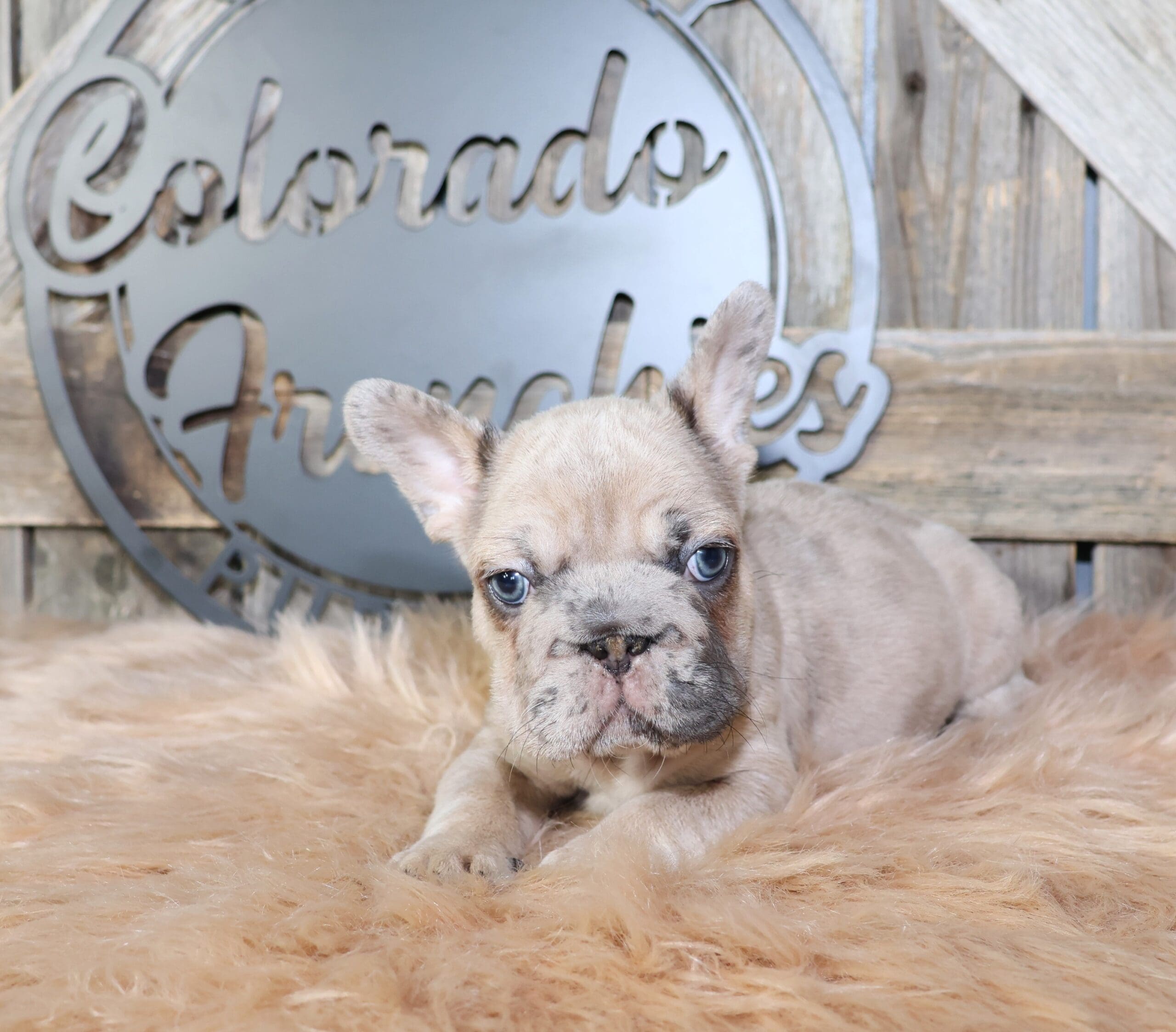 TPets-rectangle-web-banner-800x500