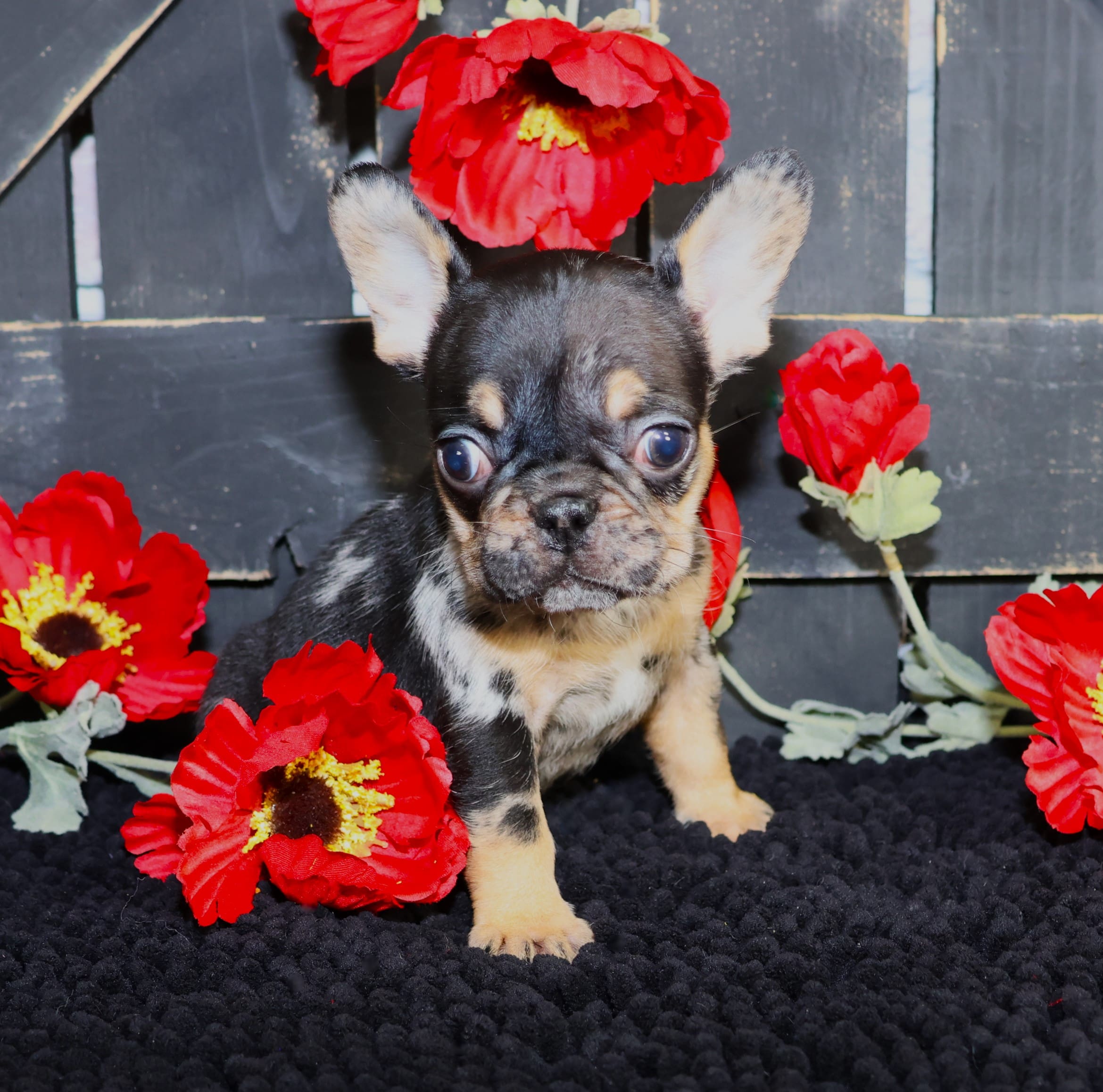 TPets-rectangle-web-banner-800x500