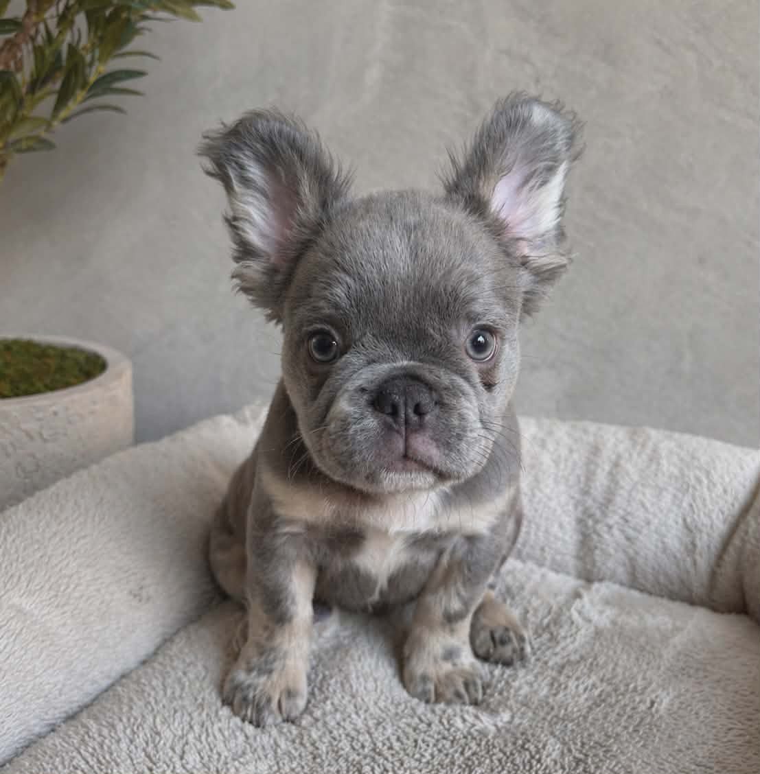 TPets-rectangle-web-banner-800x500