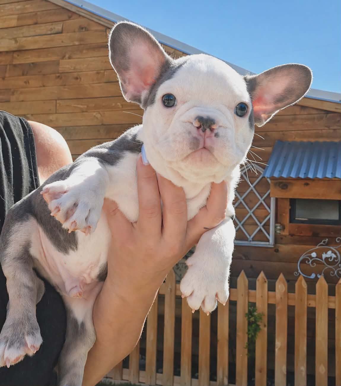 TPets-rectangle-web-banner-800x500